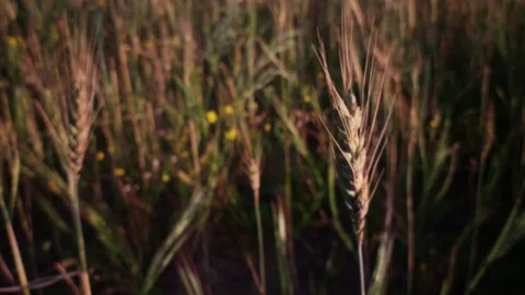 Wheat Field Close up Stock Footage 150041592