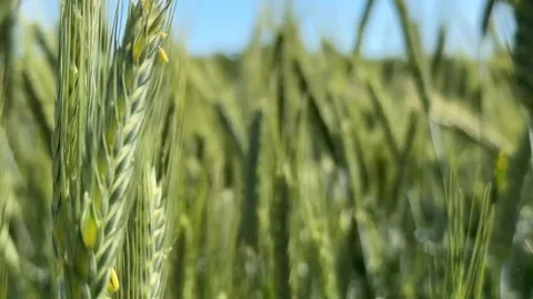 Wheat Field Close up Stock Footage 310383802