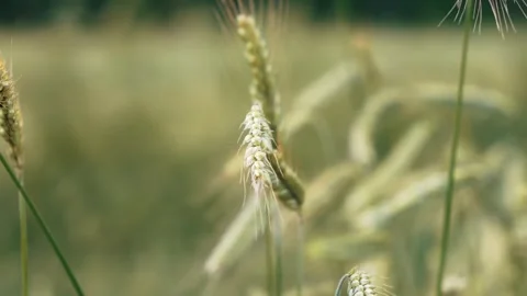 Wheat field. Close-up Golden ears of wheat swaying in the wind, growing grain Stock Footage 245942514