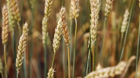 Wheat field close up. Growing wheat crop. Agricultural business concept Vídeos de archivo 118613539