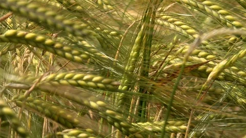 Wheat field close up moving UK 4K Stock Footage 111223242
