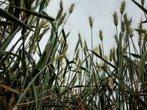Wheat Field Close-Up with Overcast Sky Stock Photos
