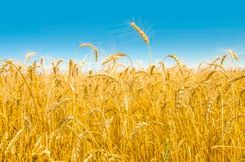 Wheat field close-up Stock Photos