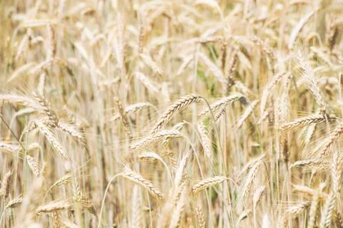 Wheat field close up Фото