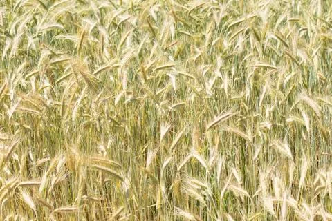 Wheat field close up Фото