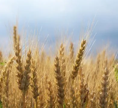 Wheat field close up Stock Photos