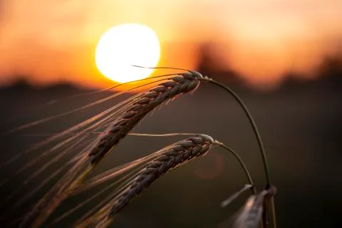 Wheat field close up Stock Photos