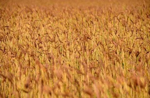 Wheat field close up Stock Photos