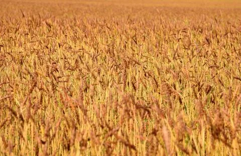 Wheat field close up Foto stock