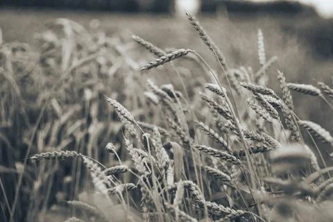 Wheat in a field close-up Stock Photos