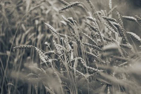 Wheat in a field close-up Stock Photos
