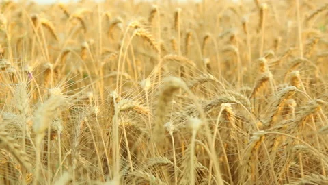 Wheat field close up with place for text Stock Footage 157599126