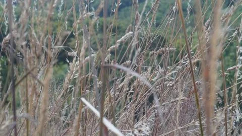 Wheat field at close range Stock-Fotos