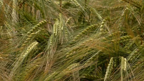 Wheat field close up ripe fruit UK 4K Stock Footage 111222709