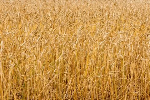 Wheat field close up. Selective focus Stock Photos