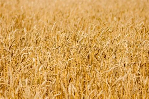 Wheat field close up. Selective focus Stock Photos