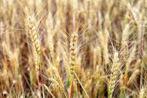Wheat on the field, close-up, selective focus Stock Photos