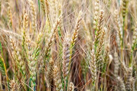 Wheat on the field, close-up, selective focus Stock Photos