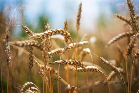 Wheat in the field. Close-up. Selective focus. Blurred background. Foto stock
