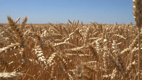 Wheat Field close up with the sound of a tractor turbine. Nature landscape Stock Footage 113139833