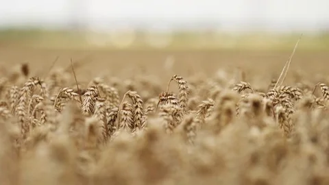 Wheat field close-up: Spica Stock Footage 81831353
