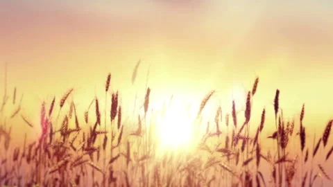 Wheat Field close up in summer day.  Golden wheat field over the sunset Stock Footage 93712564