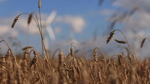 Wheat field close-up in sunny weather, windmills in the background Stock Footage 196242008