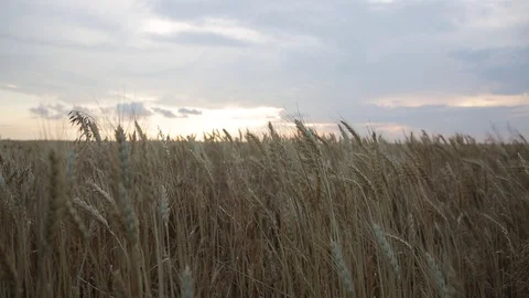Wheat field close at sunset Stock Footage 117239300