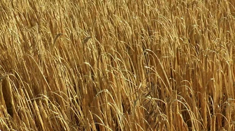 Wheat field – close view of crop blowing in the wind. Stock Footage 52347369