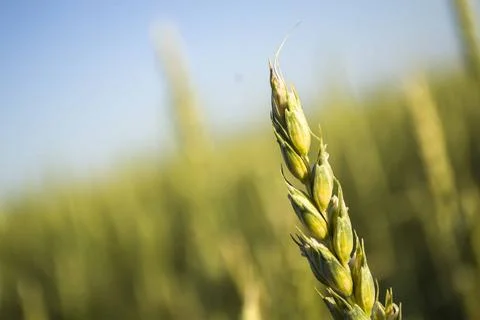 Wheat field closeup color version Stock Photos