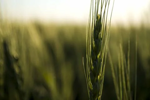 Wheat field closeup color version Stock Photos