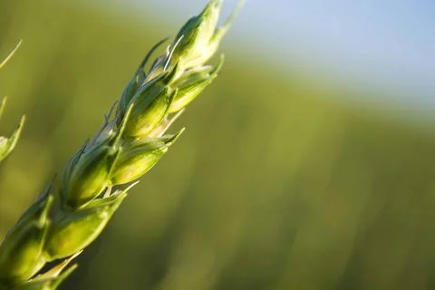 Wheat field closeup color version Stock Photos