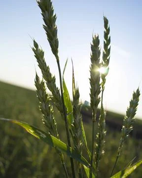 Wheat field closeup color version Stock Photos