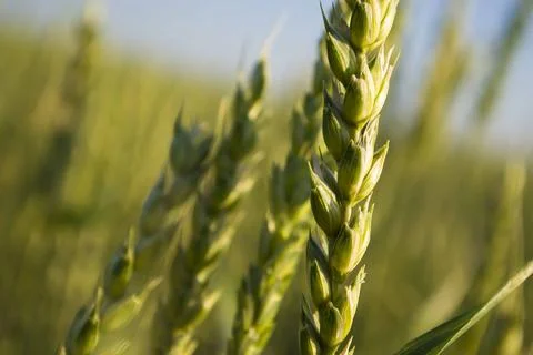Wheat field closeup color version Stock Photos