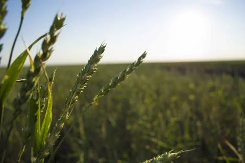 Wheat field closeup color version Stock Photos