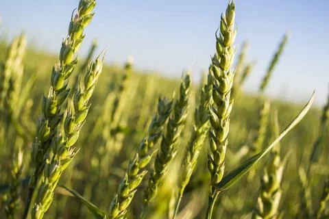 Wheat field closeup color version Stock Photos