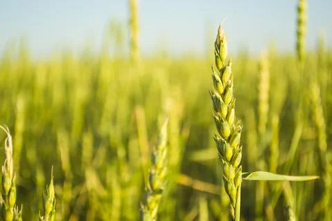Wheat field closeup color version Stock Photos