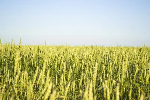 Wheat field closeup color version Stock Photos