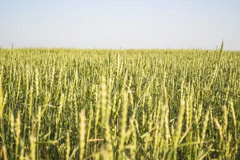Wheat field closeup color version Stock Photos