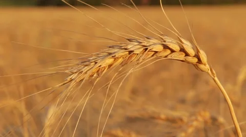 Wheat field closeup Stock Footage 45027937