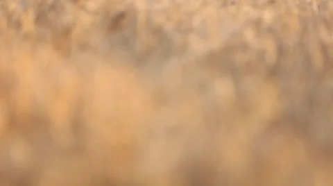 Wheat field closeup Stock Footage 65187959