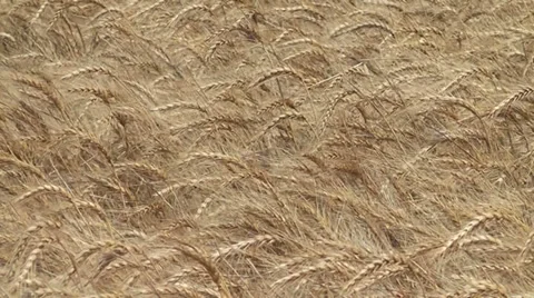 Wheat Field Closeup III 스톡 동영상 32846295