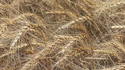Wheat Field Closeup IV Stock Footage 32813437