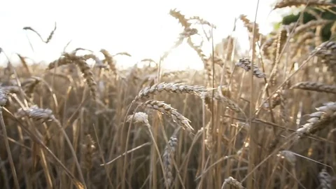 Wheat Field Closeup Macro shot Video stock 78133917