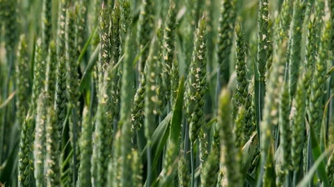 Wheat Field CloseUp Observing the Growth Stage of Crops in the Agricultural Stock Footage 310621895