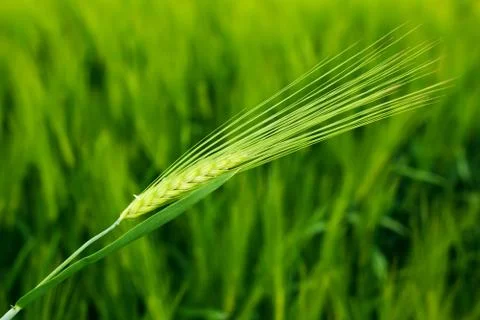 Wheat field closeup Stock Photos