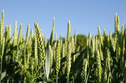 Wheat field closeup Stock Photos