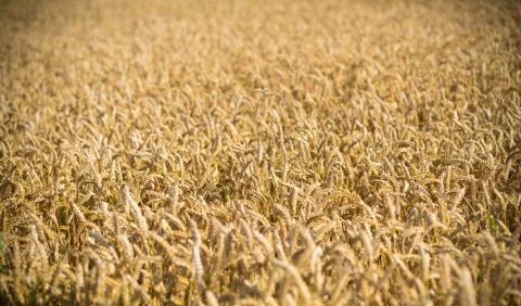 Wheat field closeup Foto stock