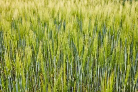 Wheat field closeup Stock Photos