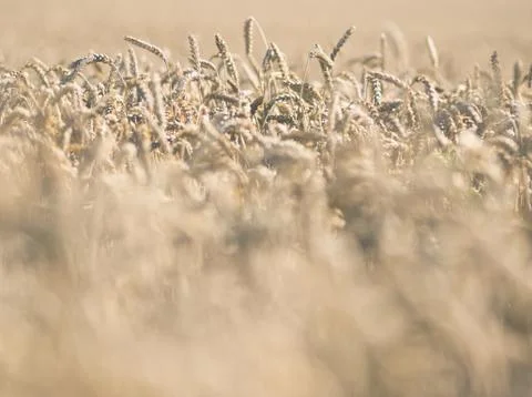 Wheat Field Closeup Stock Photos